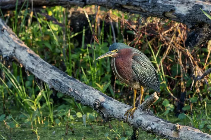 Framed Print : Green Heron, Circle Bar B Ranch, Florida