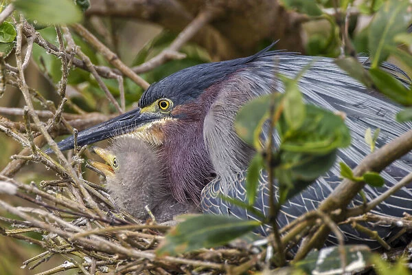 Green heron nesting, South Padre Island, Texas