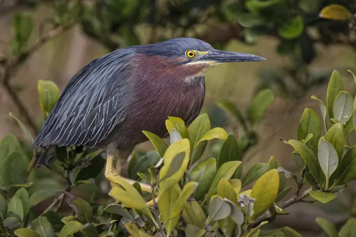 Framed Print : Green heron nesting, South Padre Island, Texas Framed Print : Green heron nesting, South Padre Island, Texas