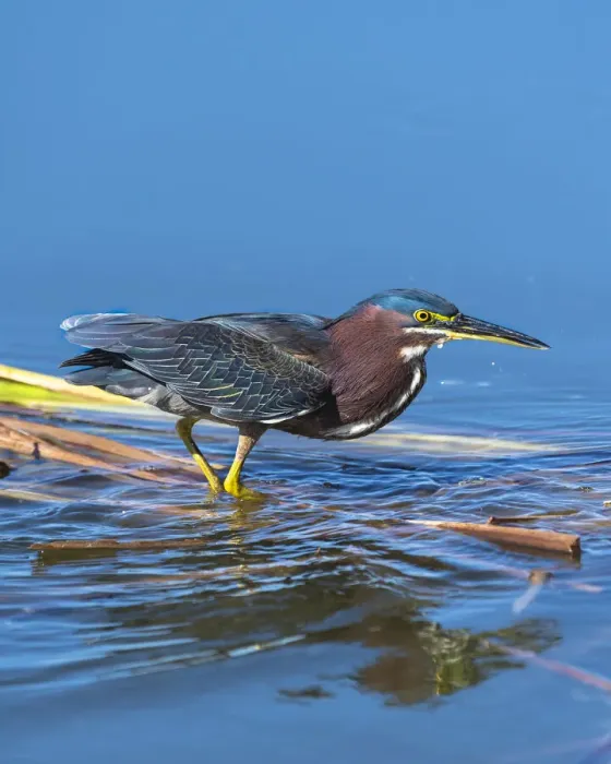 Framed Print : A green Heron paused as he looks for his next meal