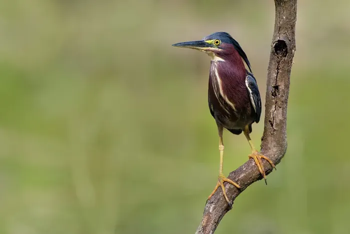 Framed Print : Green heron perched Framed Print : Green heron perched