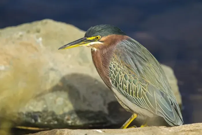 Framed Print : Green Heron in Repose on the Shore of Lake Murray, San Diego, California Framed Print : Green Heron in Repose on the Shore of Lake Murray, San Diego, California