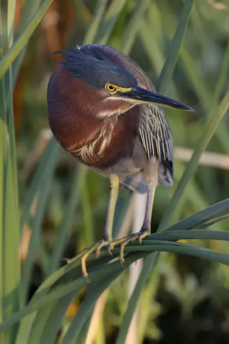Framed Print : Green Heron, South Padre Island, Texas Framed Print : Green Heron, South Padre Island, Texas