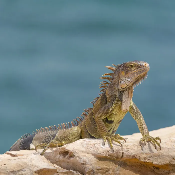 Framed Print : Green iguana, Cabo Rojo cliffs in front of the lighthouse, Cabo Rojo National Wildlife Refuge Framed Print : Green iguana, Cabo Rojo cliffs in front of the lighthouse, Cabo Rojo National Wildlife Refuge