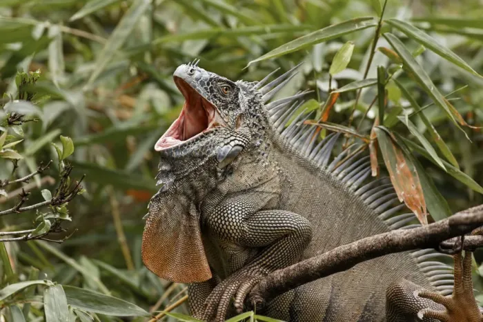 Framed Print : Green Iguana, Costa Rica