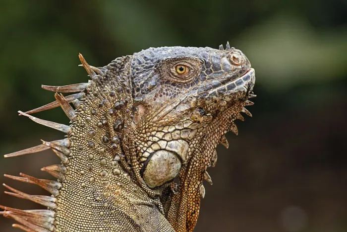 Framed Print : Green Iguana, Costa Rica