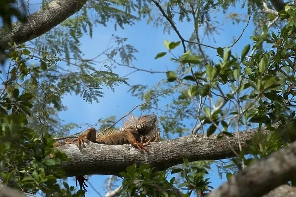 Green Iguana (Iguana iguana) Belize, Central America