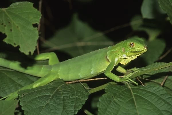 Green Iguana, (Iguana iguana), Common Iguanas are green when young for camouflage, Venezuela