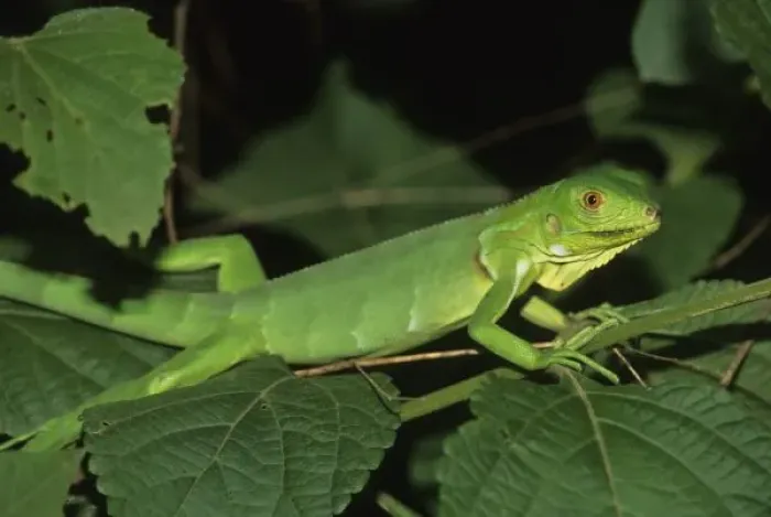 Framed Print : Green Iguana, (Iguana iguana), Common Iguanas are green when young for camouflage, Venezuela