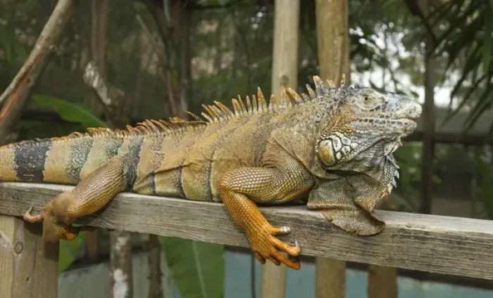 Framed Print : Green iguana (Iguana iguana), Green Iguana Exhibit, San Ignacio, Belize