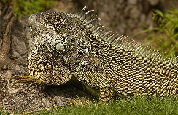 Green Iguana Iguana iguana Guayaquil, Seminario Park ECUADOR, South America