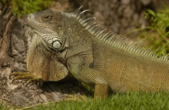 Framed Print : Green Iguana Iguana iguana Guayaquil, Seminario Park ECUADOR, South America Framed Print : Green Iguana Iguana iguana Guayaquil, Seminario Park ECUADOR, South America
