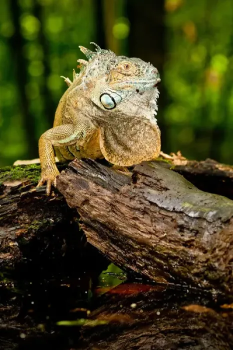 Framed Print : Green Iguana, Iguana iguana, Native to Mexico and Central America