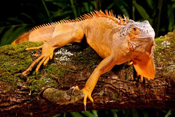 Framed Print : Green Iguana, Iguana iguana, Native to Mexico and Central America Framed Print : Green Iguana, Iguana iguana, Native to Mexico and Central America