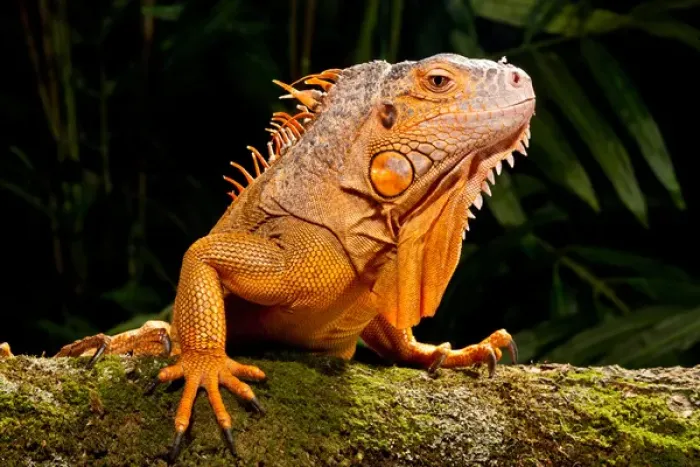 Framed Print : Green Iguana, Iguana iguana, Native to Mexico and Central America
