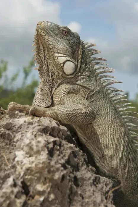 Framed Print : Green Iguana (Iguana iguana) Slagbaai National Park BONAIRE, Netherlands Antilles Framed Print : Green Iguana (Iguana iguana) Slagbaai National Park BONAIRE, Netherlands Antilles