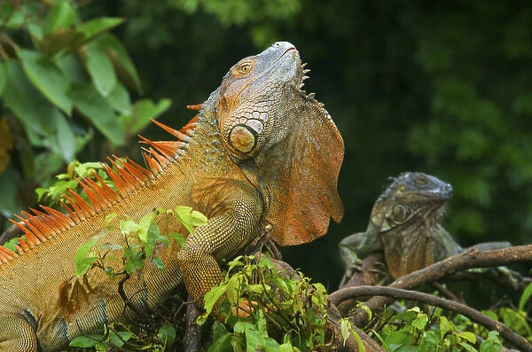 Green Iguanas (Iguana iguana), Costa Rica