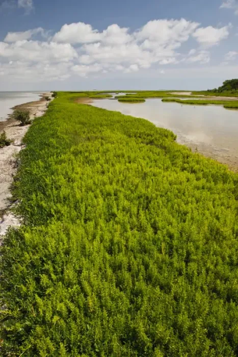 Framed Print : Green Island Sanctuary on the Laguna Madre, Texas coast Framed Print : Green Island Sanctuary on the Laguna Madre, Texas coast