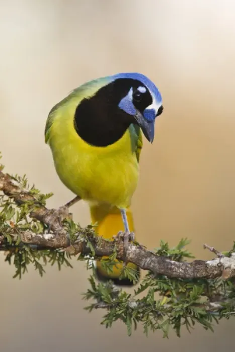 Framed Print : Green Jay (Cyanocorax yncas) adult Framed Print : Green Jay (Cyanocorax yncas) adult