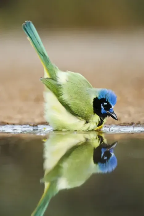 Framed Print : Green Jay (Cyanocorax yncas) adult bathing Framed Print : Green Jay (Cyanocorax yncas) adult bathing