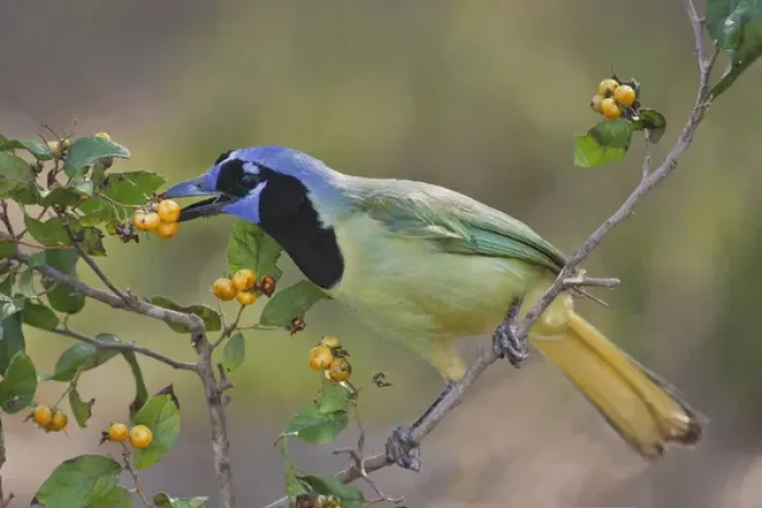 Framed Print : Green Jay (Cyanocorax yncas) adult eating anaqua fruits, Texas Framed Print : Green Jay (Cyanocorax yncas) adult eating anaqua fruits, Texas