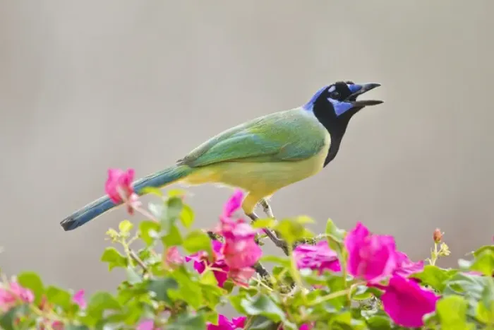 Framed Print : Green Jay (Cyanocorax yncas) adult perched in bugainvilla flowers