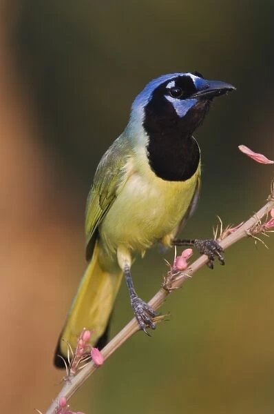 Green Jay, Cyanocorax yncas, adult on Red Yucca (Hesperaloe parviflora) Blossom, Willacy County