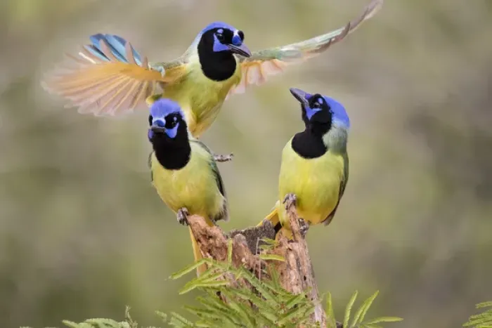 Framed Print : Green Jay (Cyanocorax yncas) adults fighting for a perch Framed Print : Green Jay (Cyanocorax yncas) adults fighting for a perch
