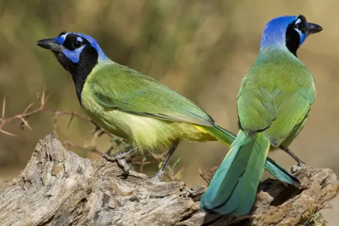 Framed Print : Green Jay (Cyanocorax yncas) adults foraging Framed Print : Green Jay (Cyanocorax yncas) adults foraging