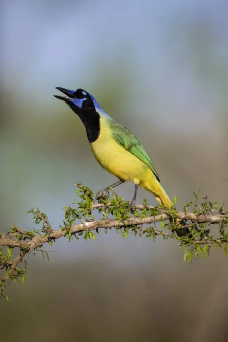 Framed Print : Green jay (Cyanocorax yncas) calling Framed Print : Green jay (Cyanocorax yncas) calling