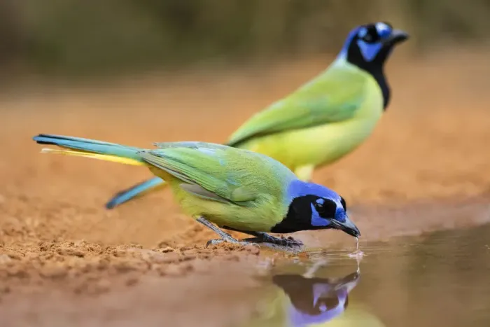 Framed Print : Green jay (Cyanocorax yncas) drinking Framed Print : Green jay (Cyanocorax yncas) drinking