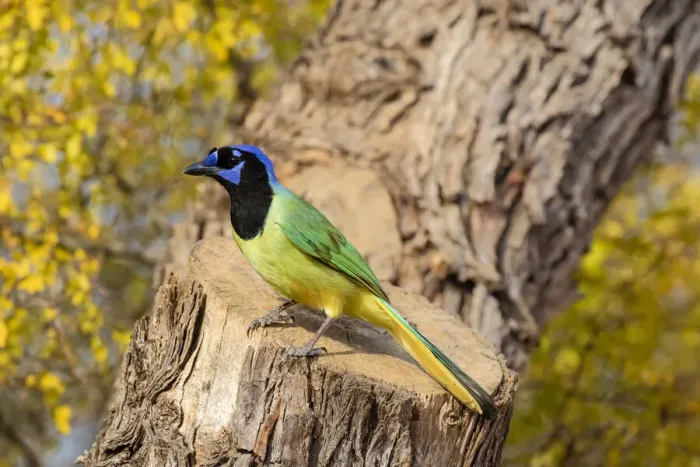 Framed Print : Green Jay (Cyanocorax yncas) perched