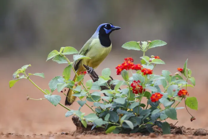 Framed Print : Green jay (Cyanocorax Yncas) perched in wildflowers Framed Print : Green jay (Cyanocorax Yncas) perched in wildflowers