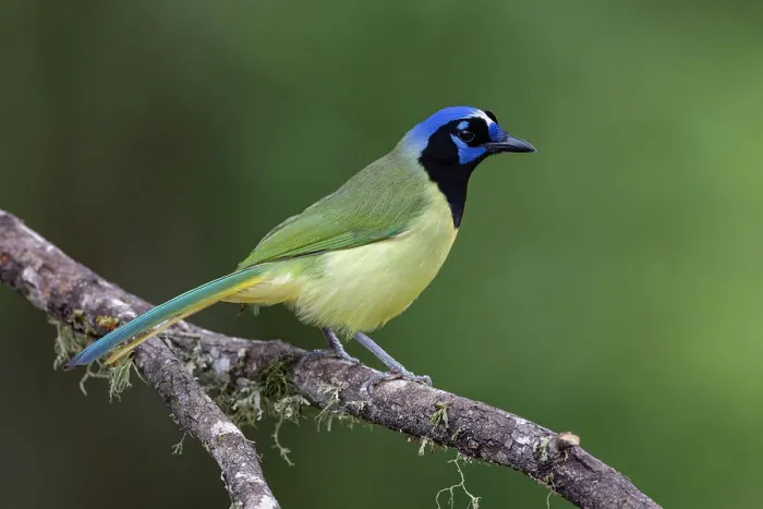 Framed Print : Green jay, Cyanocorax yncas, Rio Grande Valley, Texas Framed Print : Green jay, Cyanocorax yncas, Rio Grande Valley, Texas