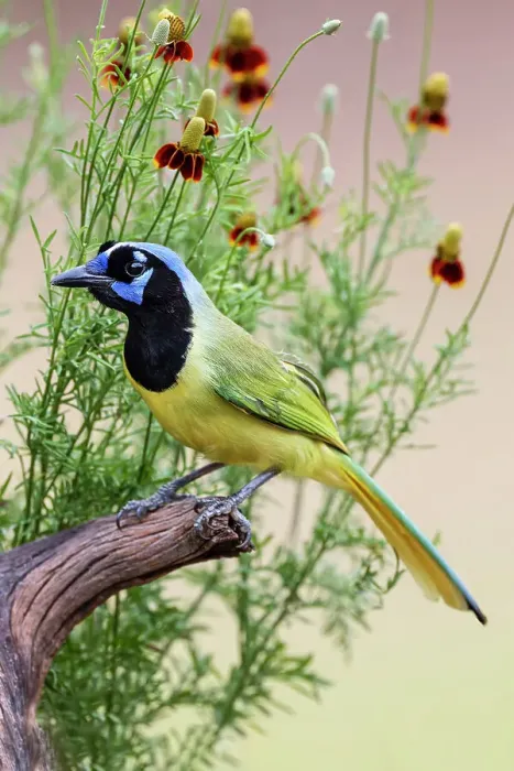 Framed Print : Green jay, Cyanocorax yncas, Rio Grande Valley, Texas Framed Print : Green jay, Cyanocorax yncas, Rio Grande Valley, Texas