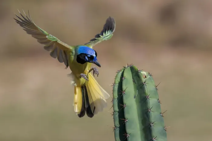 Framed Print : Green Jay in flight, Rio Grande Valley, Texas Framed Print : Green Jay in flight, Rio Grande Valley, Texas