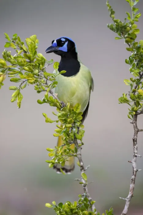 Framed Print : Green Jay, Rio Grande Valley, Texas Framed Print : Green Jay, Rio Grande Valley, Texas