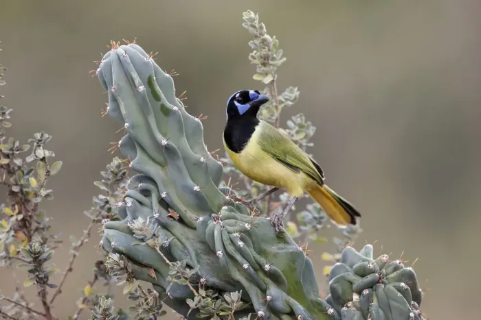 Framed Print : Green Jay, Rio Grande Valley, Texas Framed Print : Green Jay, Rio Grande Valley, Texas