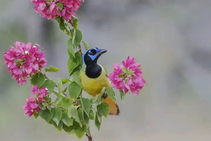 Framed Print : Green Jay, Rio Grande Valley, Texas