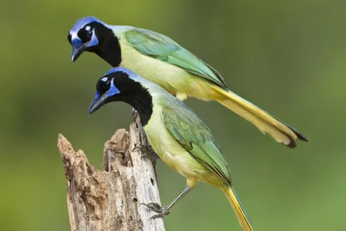Framed Print : Green Jays (Cyanocoras yncas) landing on log, s. Texas Framed Print : Green Jays (Cyanocoras yncas) landing on log, s. Texas