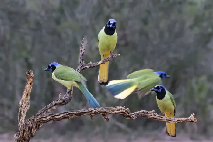 Framed Print : Green Jays (Cyanocorax yncas) perched