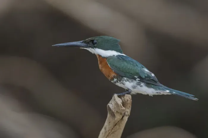 Framed Print : Green Kingfisher Framed Print : Green Kingfisher