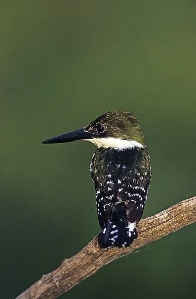 Green Kingfisher, Chloroceryle americana, female, The Inn at Chachalaca Bend, Cameron County