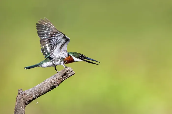 Framed Print : Green kingfisher landing Framed Print : Green kingfisher landing