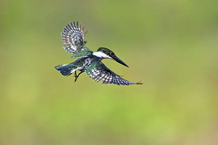 Framed Print : Green kingfisher male in flight