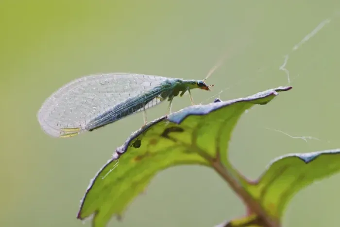Framed Print : Green Lacewing Chrysopa spp. Green Lacewing Chrysopa spp. Green LacewingChrysopa spp Framed Print : Green Lacewing Chrysopa spp. Green Lacewing Chrysopa spp. Green LacewingChrysopa spp