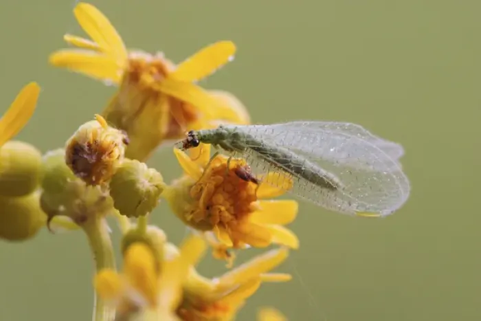Framed Print : Green Lacewing Chrysopa spp. Green LacewingChrysopa spp. Green LacewingChrysopa