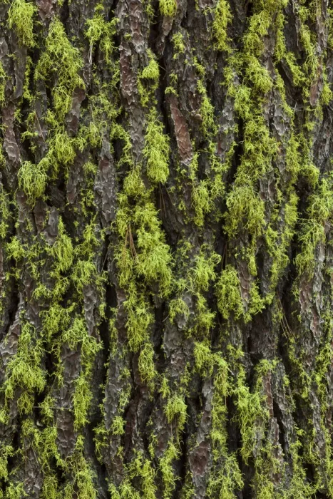 Framed Print : Green lichen growing on ancient giant sequoias, Yosemite National Park, California