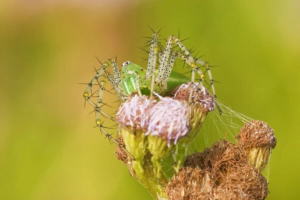 Green Lynx Spider camouflaged on a mist flower on the US  /  Mexico border in south Texas