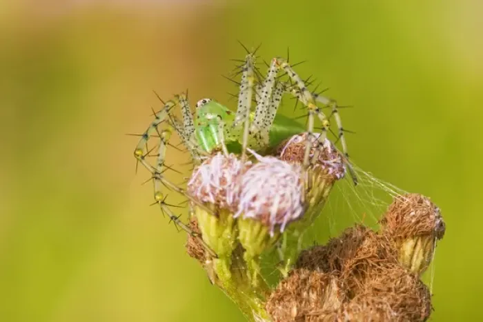 Framed Print : Green Lynx Spider camouflaged on a mist flower on the US / Mexico border in south Texas Framed Print : Green Lynx Spider camouflaged on a mist flower on the US / Mexico border in south Texas